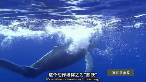 鲸鱼妈妈精心保护和指导幼鲸超有爱！亲身示范鲸跃，连细节都不错过！