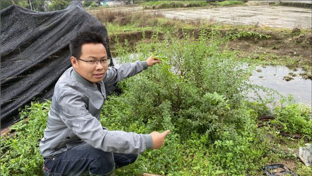 农村不起眼的绿叶植物,有人卖它的叶子盖起了楼房,有钱人很喜欢