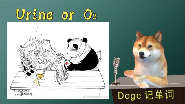 【Doge每日一词狗狗讲英语】urine 六级考研托福英语单词