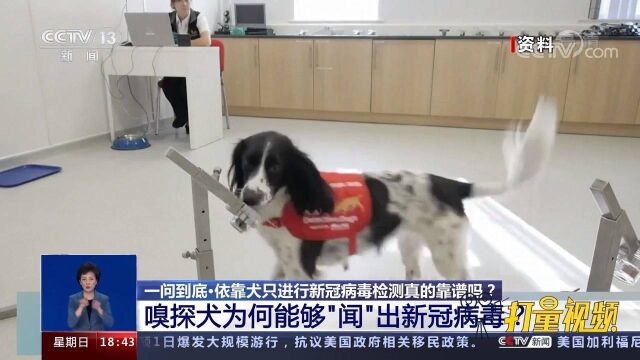 嗅探犬为何能够“闻”出新冠病毒?