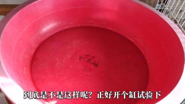 乌龟不能养在圆形缸养?简单三步用大圆盆开缸,圆龟缸造景过程,乌龟缸开缸视频