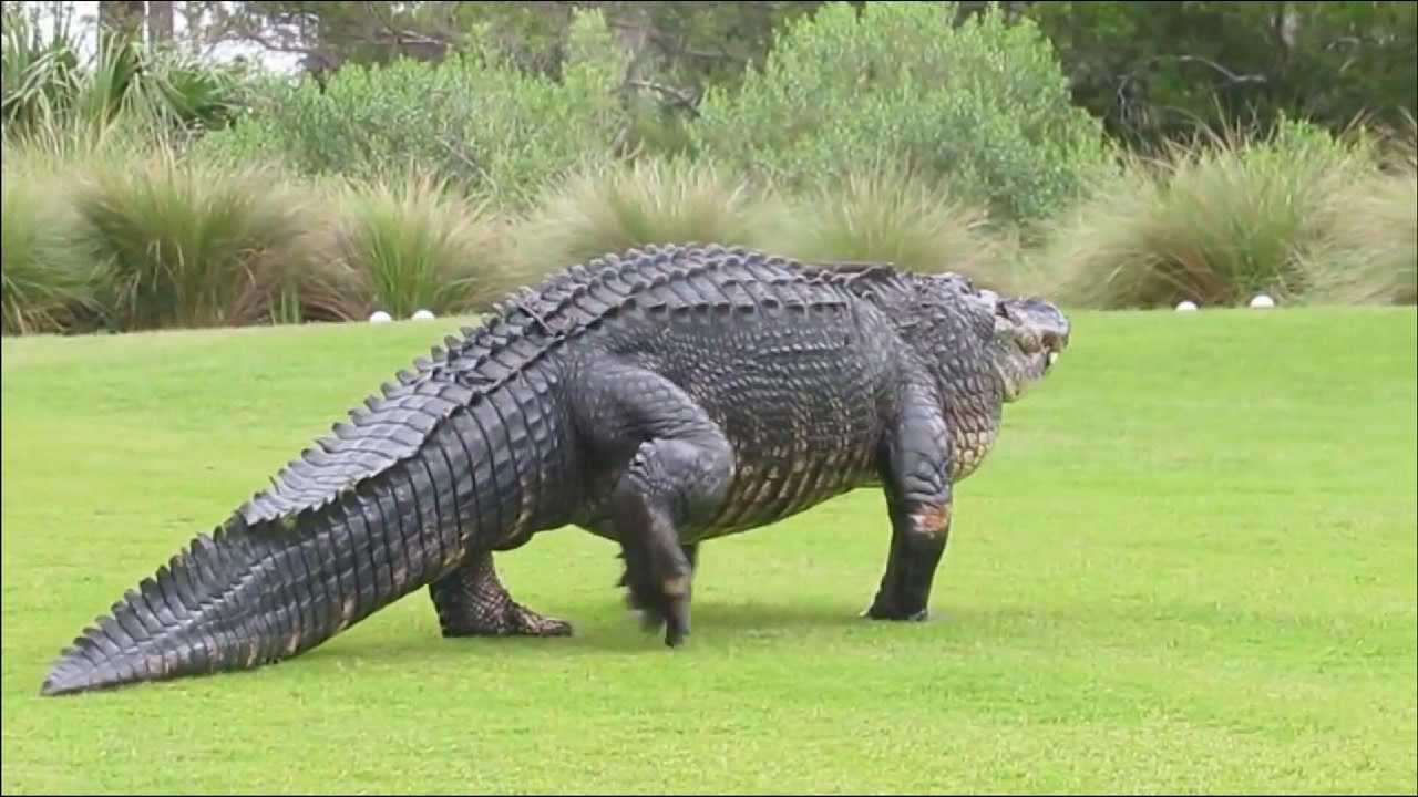 体型最大的鳄鱼图片
