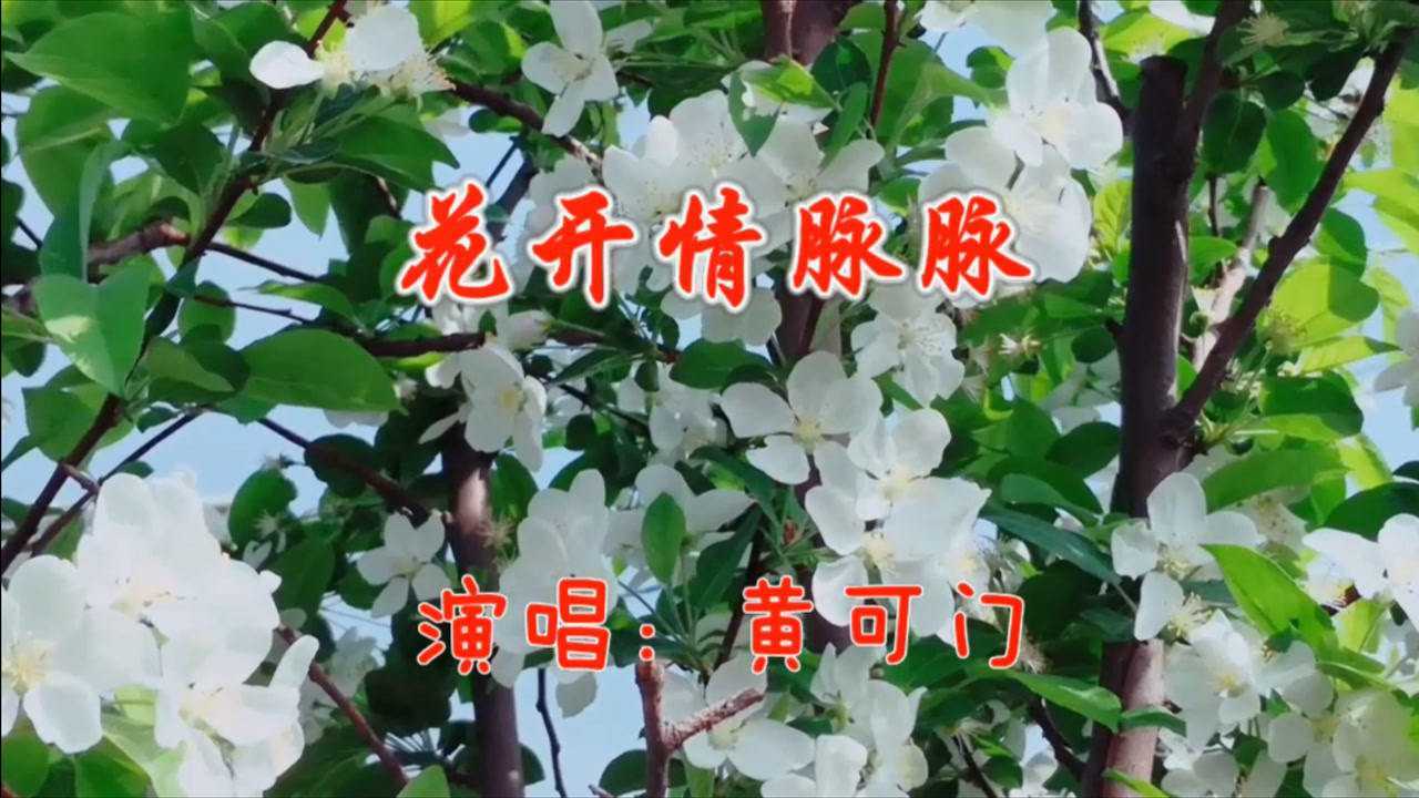 黄可门一首花开情脉脉唱得句句深情令人久久陶醉