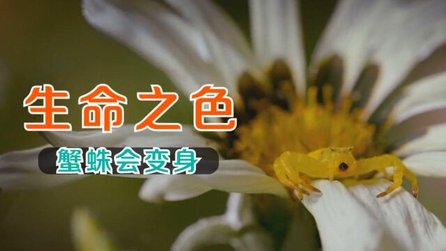 《生命之色》 除了变色龙居然还有动物可以变色?来看看蟹蛛如何变色捕猎!#纪录片推荐官ⷩ’春季#