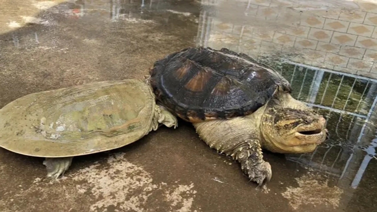 大鳄龟对上野生甲鱼场面差点就失控甲鱼能打得过大鳄龟吗