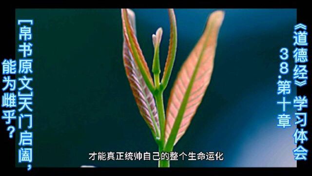 《道德经》学习体会38.第十章 肉体修炼,性格静柔,天人合一《道德经》