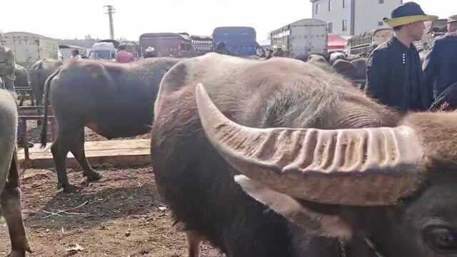 云南农村市场大阉牛不好卖,曾经耕牛按肉牛卖,老板都嫌弃咋回事