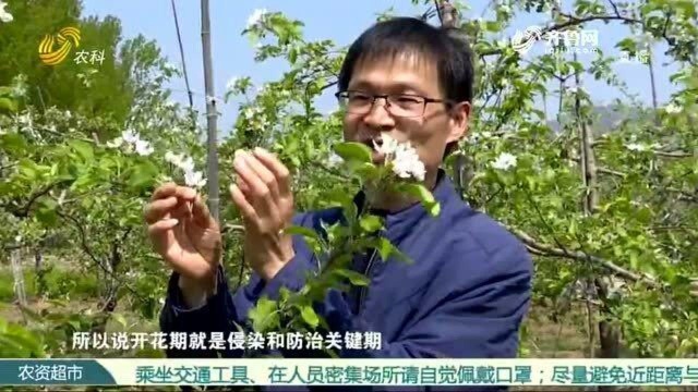 苹果“霉心”危害大,该如何预防?专家:要抓住花期这个关键时期