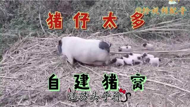 【配音】猪妈妈要带猪仔们亲自建猪窝了啊!