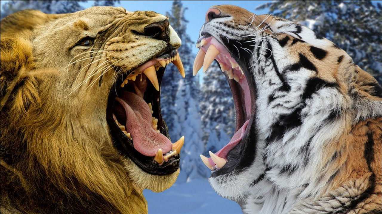 凶残的老虎被狮子猎杀?到底谁才是兽中之王,镜头纪录一切._腾讯视频