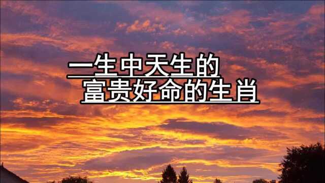 一生中天生的富贵好命的生肖