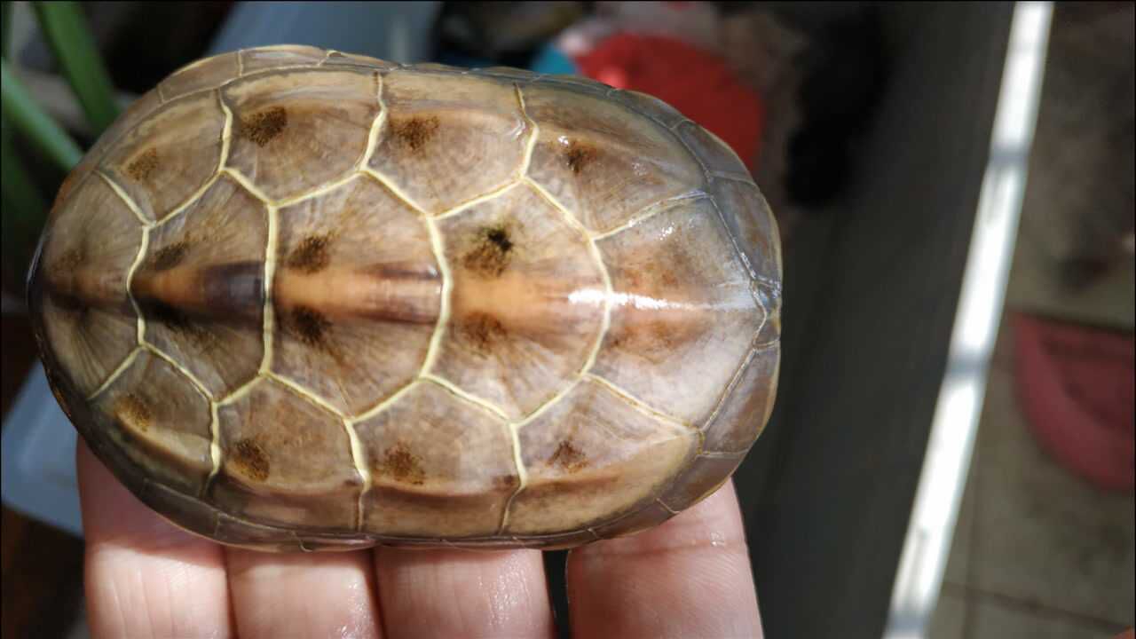 乌龟有葫芦腰怎么办乌龟翘甲是什么原因预防草龟葫芦腰的方法乌龟翘甲