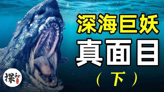 深海巨妖克拉肯长啥样?体长150米,满身铠甲!你可能真见过!(下)#“知识抢先知”征稿大赛#