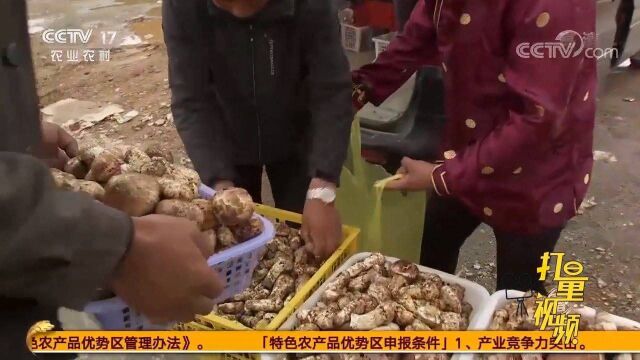 行情波动大,小伙却贷款200万收购松茸,他要咋卖出去呢?