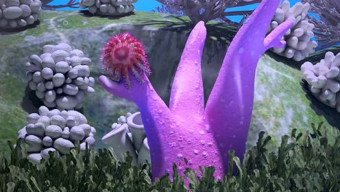 猪猪侠：海底的珊瑚都变白了，这是生态平衡遭到了破坏