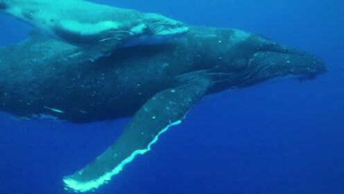 座头鲸是海中的歌者，其歌声让人沉醉！