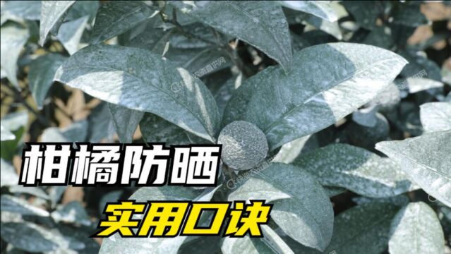 柑橘防晒要用专业防晒剂@渔柑膜,用户亲测简单实用效果好