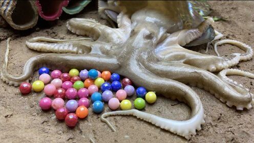 草丛中有只章鱼,张嘴吐出彩色小珠子,真有意思