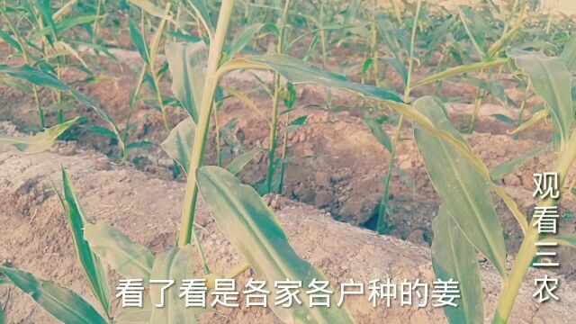 河北行唐农户种姜,姜苗出现了这种情况,该怎样管理?请老师指点