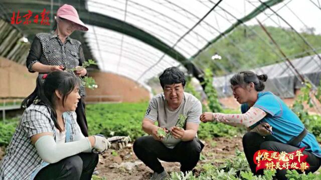 把论文写在京郊大地上,教授驻村4年带领村民“脱低”致富