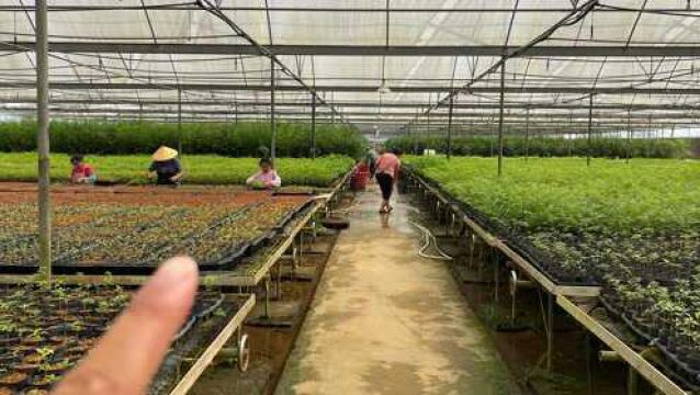 投资20万创业失败后,小伙转型培育2种一级保护植物,反赚210万