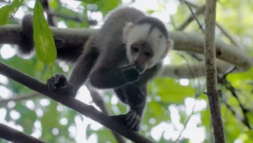 《走进哥伦比亚野生世界 卷尾猴成长史》 - 小卷尾猴要怎样面对大自然的考验呢？