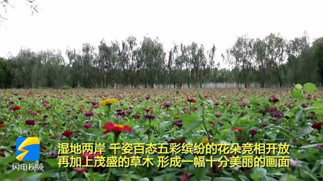 水波荡漾植被茂盛 鱼台惠河生态湿地美如画