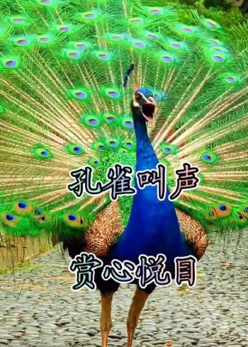 七彩孔雀开屏,太美了