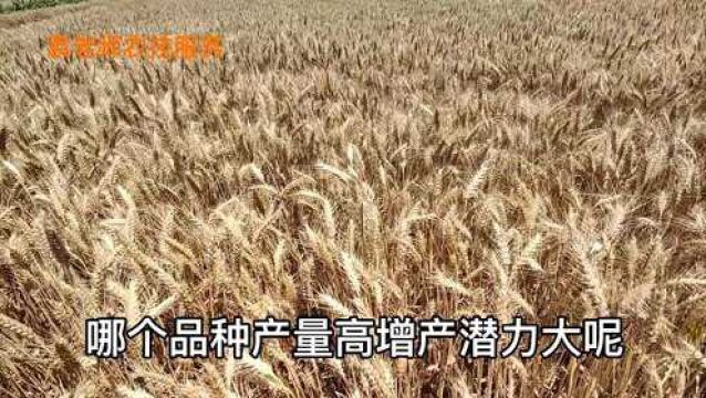 2021年这几个小麦新品种,产量高适应性好,平均亩产都超800公斤