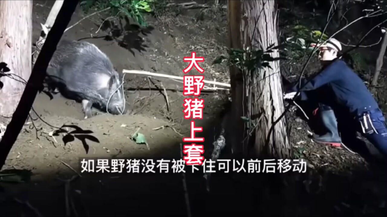 大野猪被弹簧套抓住,看猎人是如何的手,现场气氛凶猛
