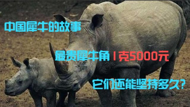 中国犀牛故事,最贵犀牛角1克5000元,它们还能坚持多久?