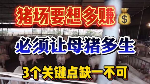 猪场想要提升效益,必须让母猪多生少死,这3个关键点非常重要!