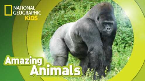 Amazing Animals！Watch to discover interesting facts about animals from all over 
