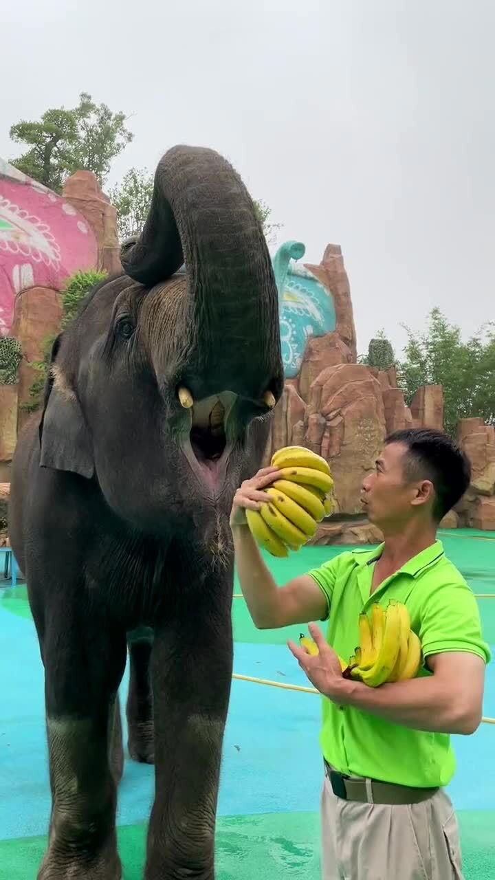 大象吃香蕉,一口一串香蕉,这一串够我吃好几天的了!