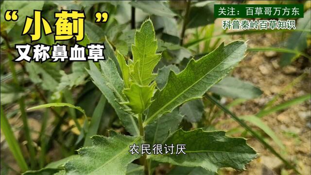 农村 三农 秦岭 植物 野菜草药 药材 刺角芽 七七草 刺儿菜 夏天高温流鼻血很烦恼!农村“刺角芽”植物价值高,收藏用得上 收起