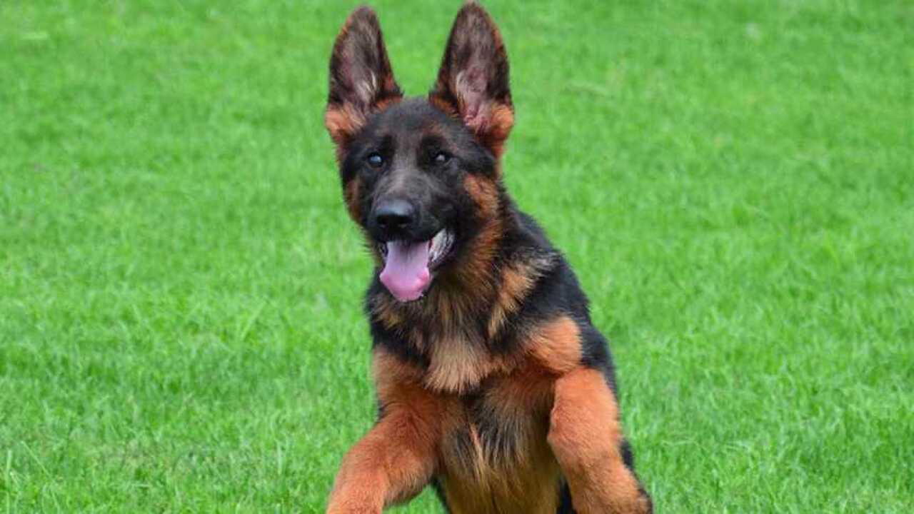 世界第一工具犬 德国牧羊犬精彩瞬间  聪明伶俐 颜值担当