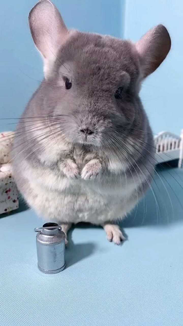 对了,你们现在知道龙猫的体型有多大了吗