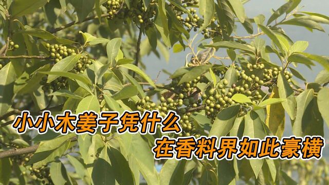 小小木姜子,凭什么在香料界如此豪横,看完果真如此《风味原产地贵阳》 #纪录片推荐官ⷦš‘期季#