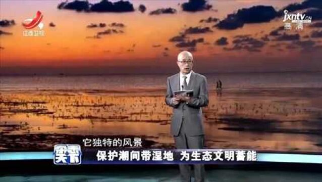 江苏盐城黄海湿地 被列为全球第二块潮间带湿地遗产 被称为地球之肾