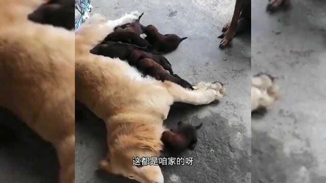 马犬妈妈太可怜了