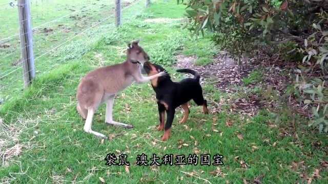 嚣张的袋鼠也有克星?老外找到制服袋鼠的办法了!只要使出这“绝招”