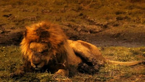 【最后的狮群】雄狮为了保护家人战死沙场，雌狮带着幼崽逃亡凄凉半生换一朝为王。#知识π计划-知识抢先知#