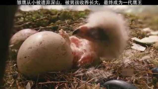 雏鹰被遗弃山中,被小男孩养大,最终成为一代鹰王!