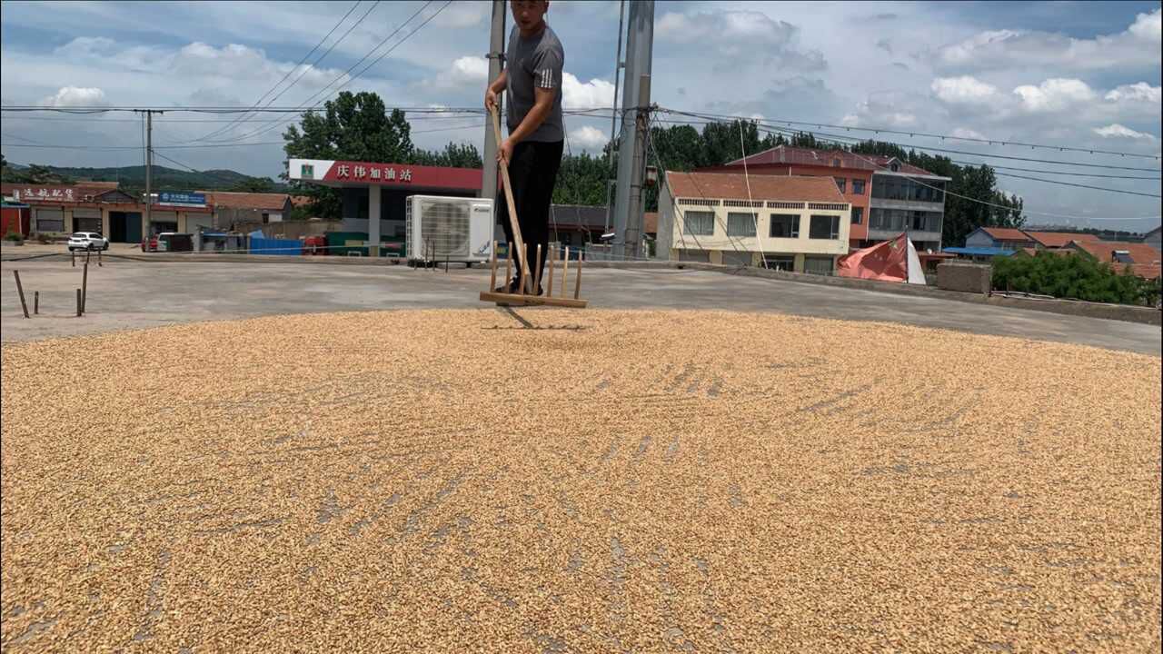 帮南方朋友磨面粉,淘洗磨全过程,新麦子磨面就就是香