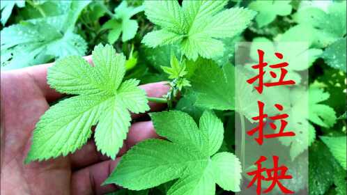 "拉拉秧"为啥这么多人喜欢它?今天分享3大妙用,解决男女烦恼