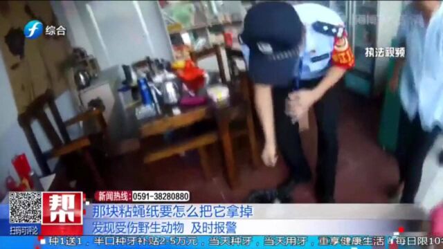 身上粘着粘蝇纸,白颈乌鸦雏鸟流落山林,热心市民报警救助