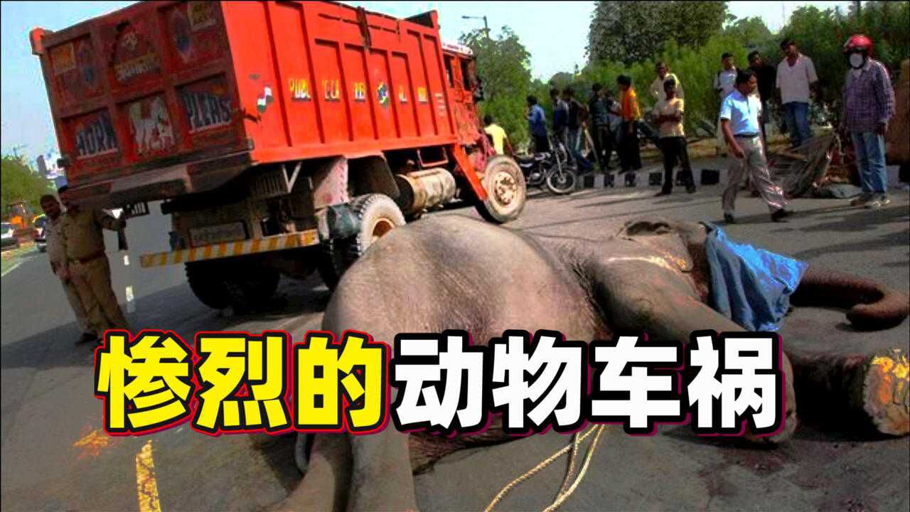 镜头实拍大型野生动物撞上汽车的悲惨一瞬间车祸现场十分惨烈