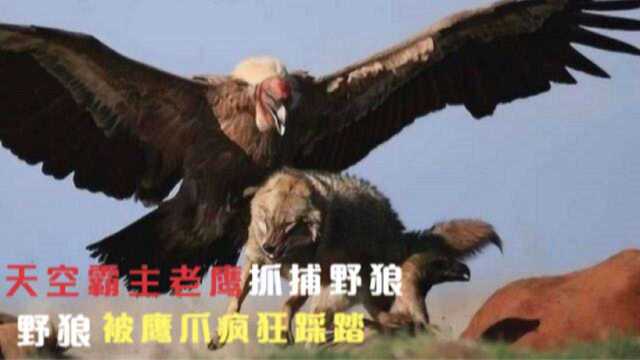 #知识ˆ’知识抢先知# 天空霸主老鹰捕抓野狼,野狼被鹰爪疯狂踩踏,但是老鹰却有个致命的弱点2