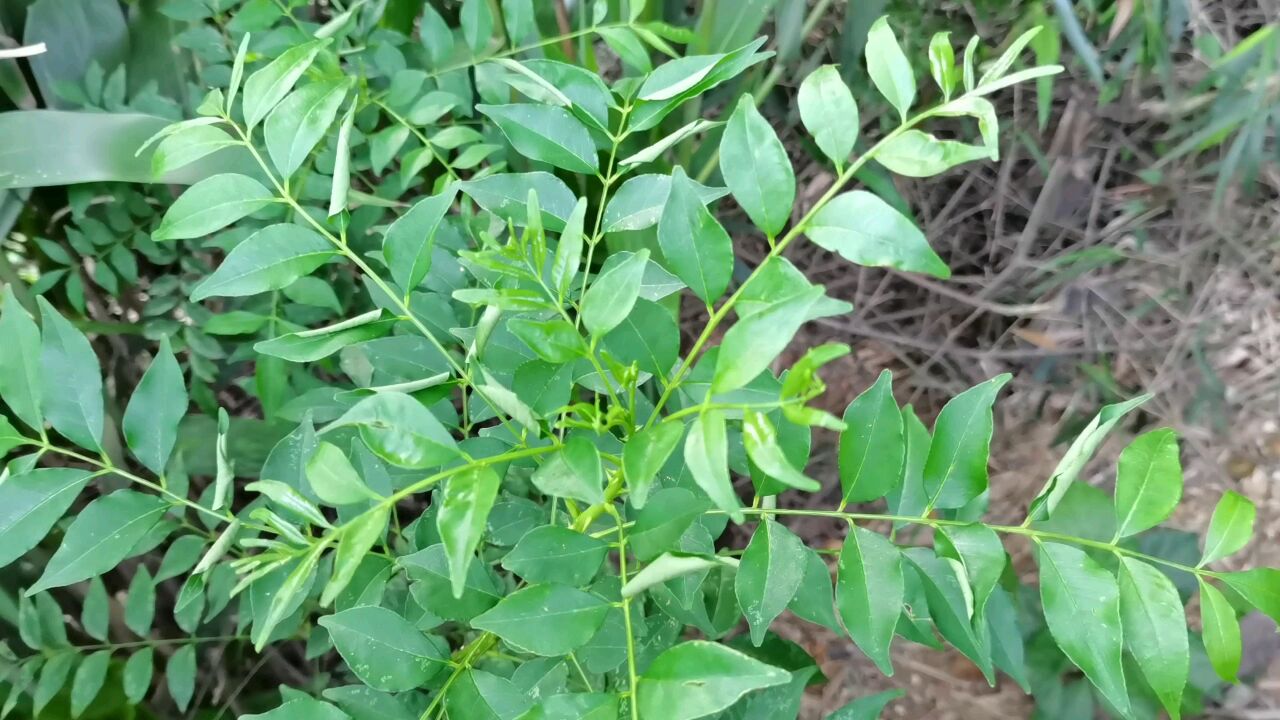 这种长刺植物叫簕欓花椒,它是一种野生中草药,来认识一下吧