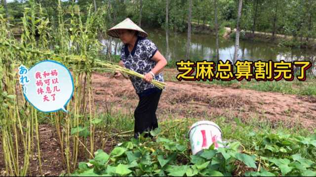 咱们家的芝麻今天全部收割完,总算可以休息几天,妈妈太辛苦了